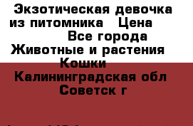 Экзотическая девочка из питомника › Цена ­ 25 000 - Все города Животные и растения » Кошки   . Калининградская обл.,Советск г.